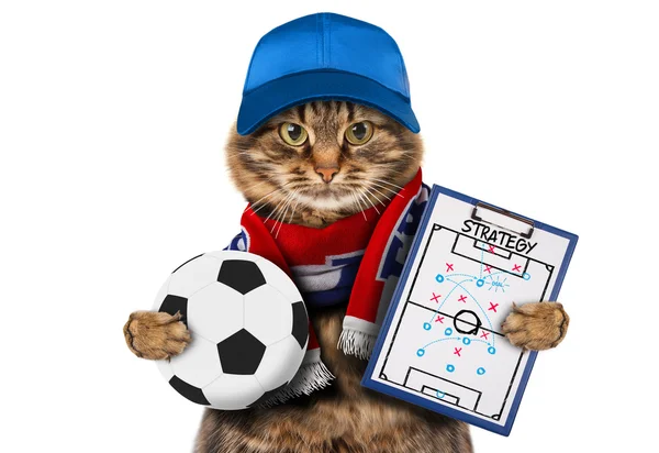 Забавный кот с футбольным мячом — стоковое фото