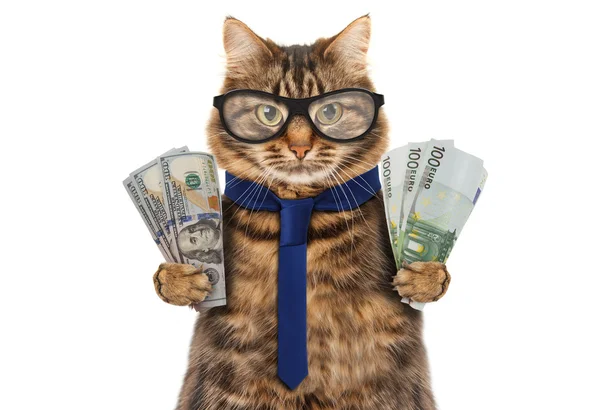 Komik kedi banknotlar tutuyor 