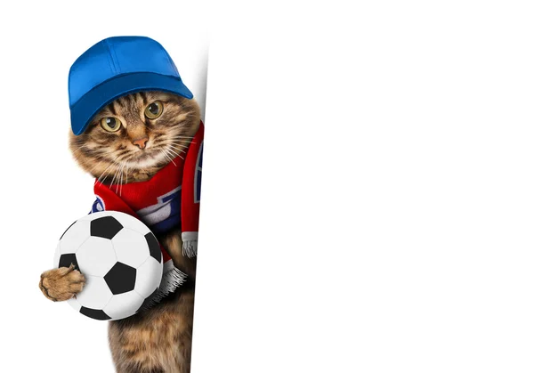 Grappige kat met voetbal — Stockfoto