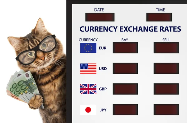 Gato gracioso, cambio de divisas . — Foto de Stock