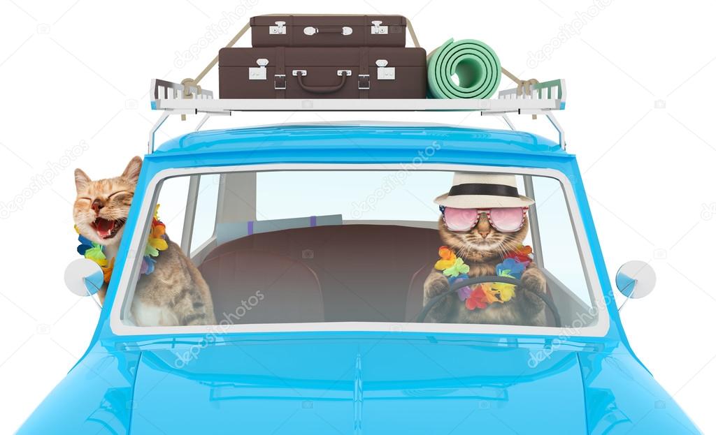 Funny cats are going on vacation in a car — Stock Photo © funny_cats
