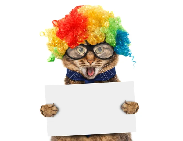 Funny cat in costume clown — Stock Photo, Image