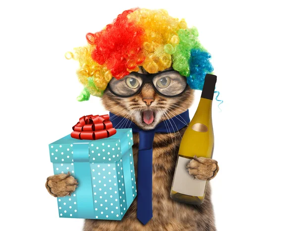 Funny kočka s dárek — Stock fotografie