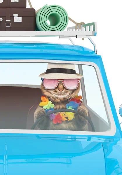 Grappige kat ga je op vakantie in een auto — Stockfoto