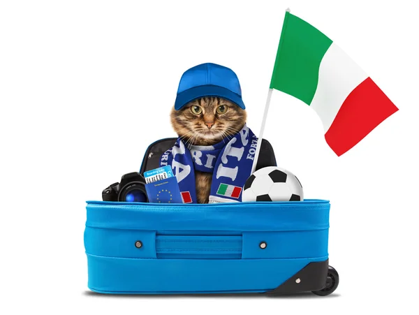 Смішний кіт носить шапку і футбольний шарф — стокове фото