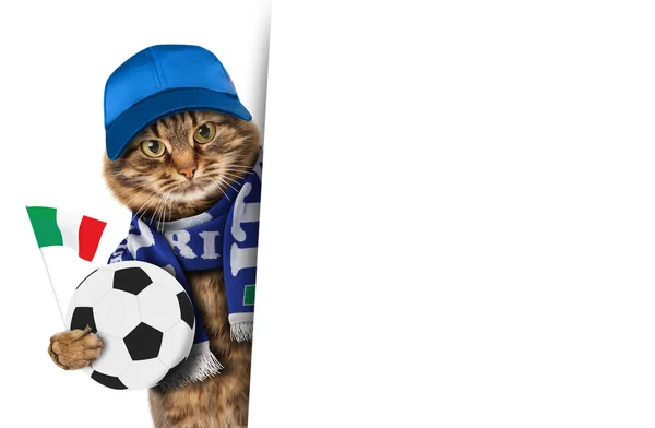 Gato divertido con pelota de fútbol —  Fotos de Stock