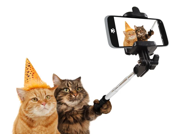 Gatos divertidos - foto selfie — Foto de Stock