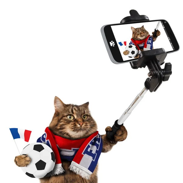 Gatto divertente - Foto selfie — Foto Stock