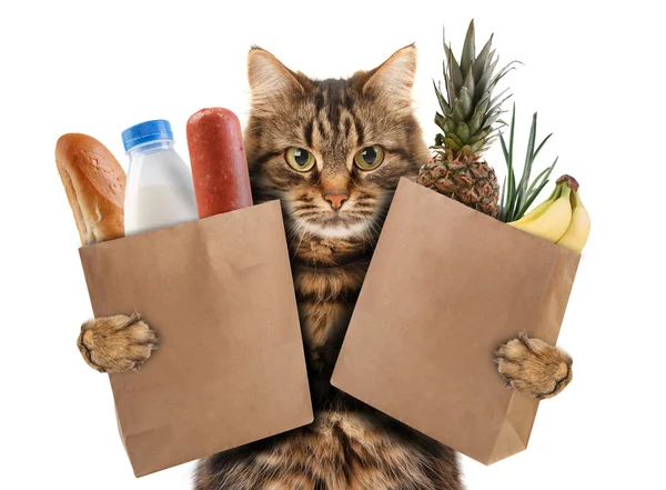 Lustige Katze im Laden — Stockfoto