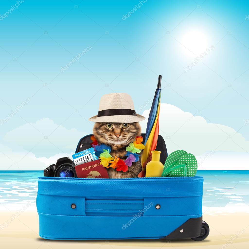 funny cat going on vacation