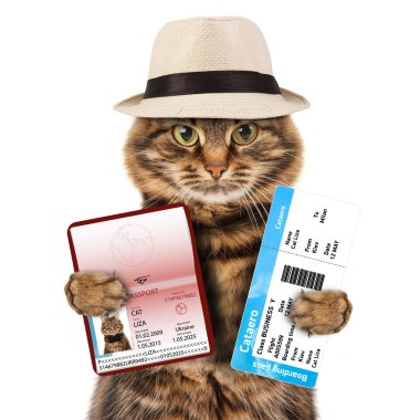 Pasaport ve bilet ile kedi