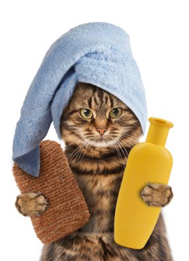 komik kedi yıkar