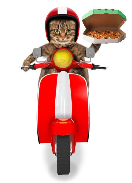 Забавный кот. Доставка пиццы — стоковое фото
