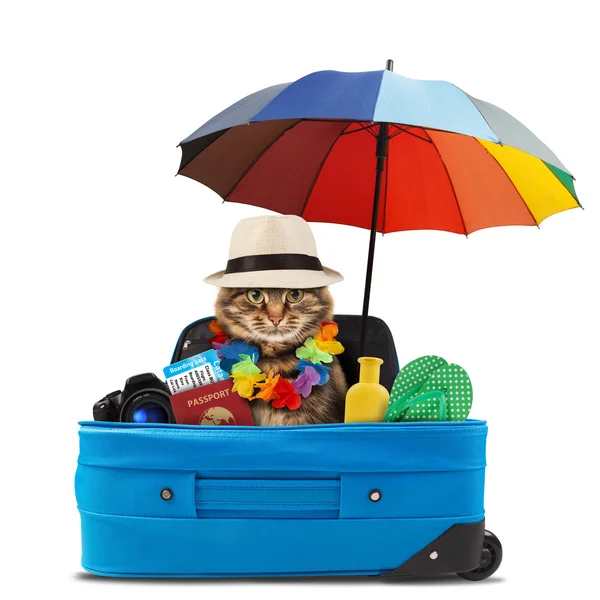 Кіт збирається у відпустку — стокове фото