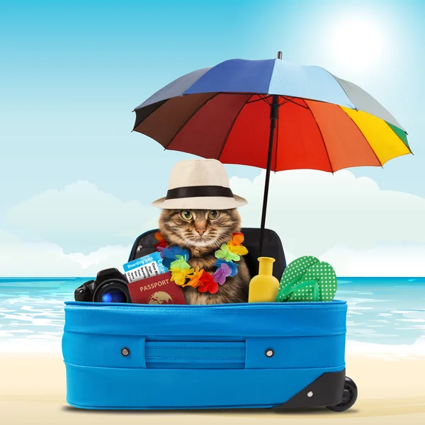 Cat going on vacation — Stock Photo, Image