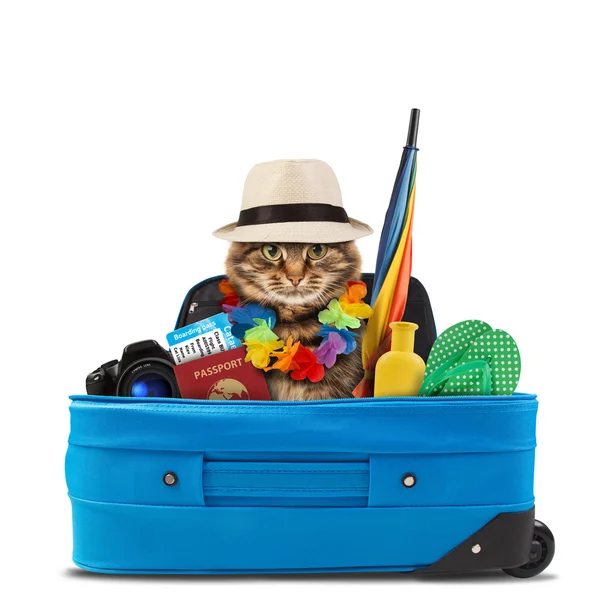 Kočka bude na dovolené — Stock fotografie
