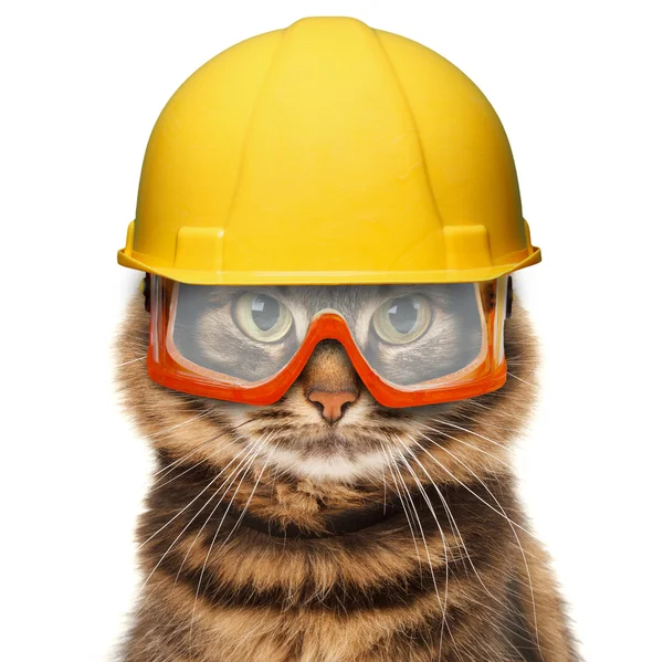 Handwerker-Katze mit Werkzeug — Stockfoto