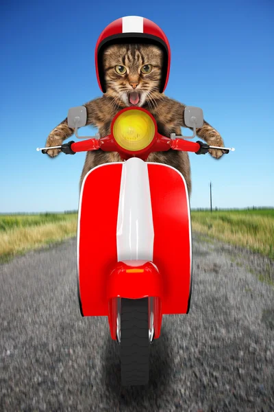 Divertente gatto guida un ciclomotore — Foto Stock