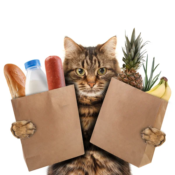 Lustige Katze im Laden — Stockfoto
