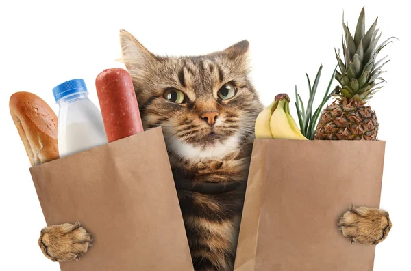 Grappige kat in de winkel — Stockfoto