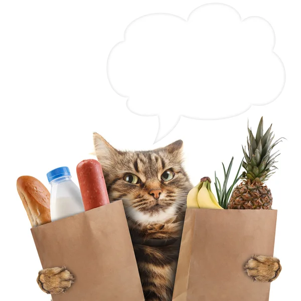 Смешной кот в магазине — стоковое фото