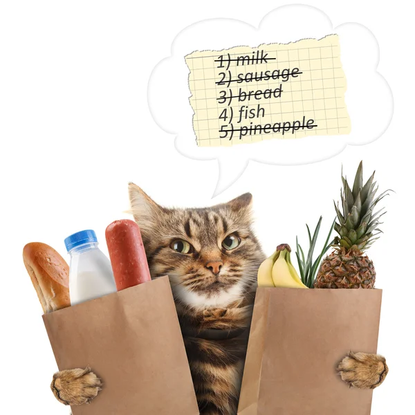 Gato divertido en la tienda — Foto de Stock