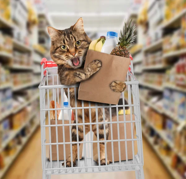 Gato engraçado na loja — Fotografia de Stock