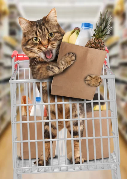 Lustige Katze im Laden — Stockfoto