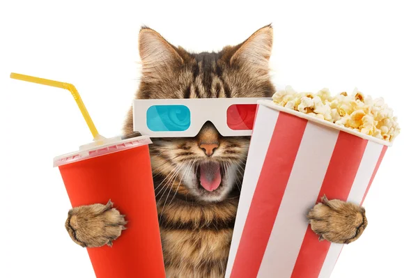 猫は映画を見て — ストック写真