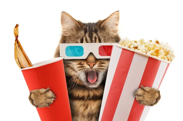 Gato viendo una película —  Fotos de Stock