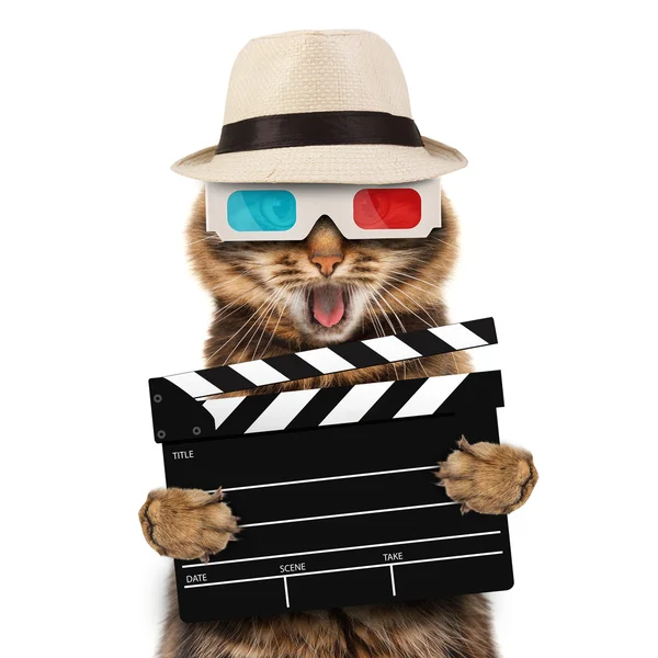 Film direktör katt — Stockfoto