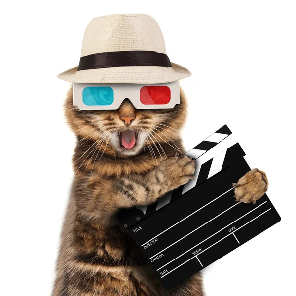 Diretor de cinema gato — Fotografia de Stock