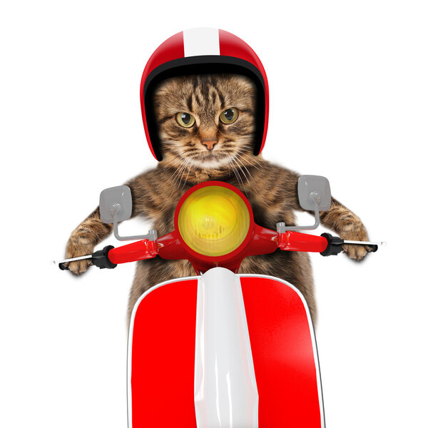 смешной кот за рулем мопеда
