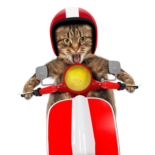 Funny cat driving a moped — Stock Photo, Image