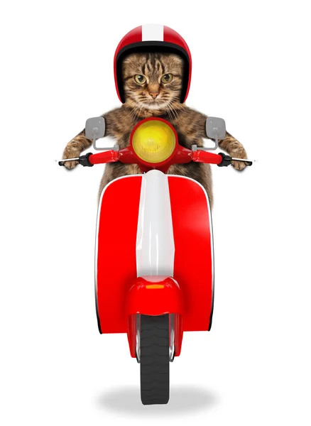 Drôle chat conduire un cyclomoteur — Photo