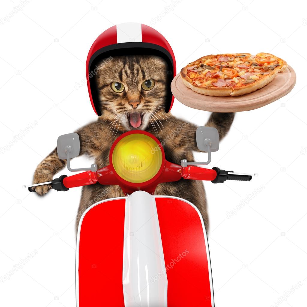 Funny cat. Pizza delivery