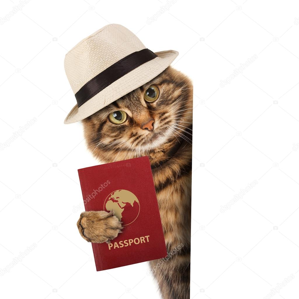 Funny cat with passport