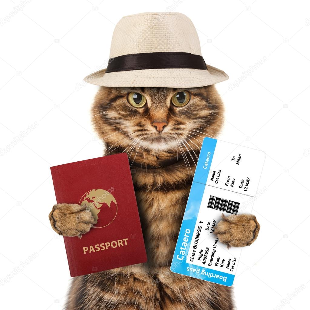 Cat with passport and ticket