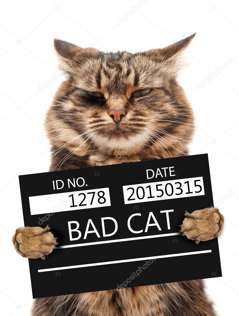 Bad Cat Stock Photo - Download Image Now - Domestic Cat, Prison, Prisoner -  iStock