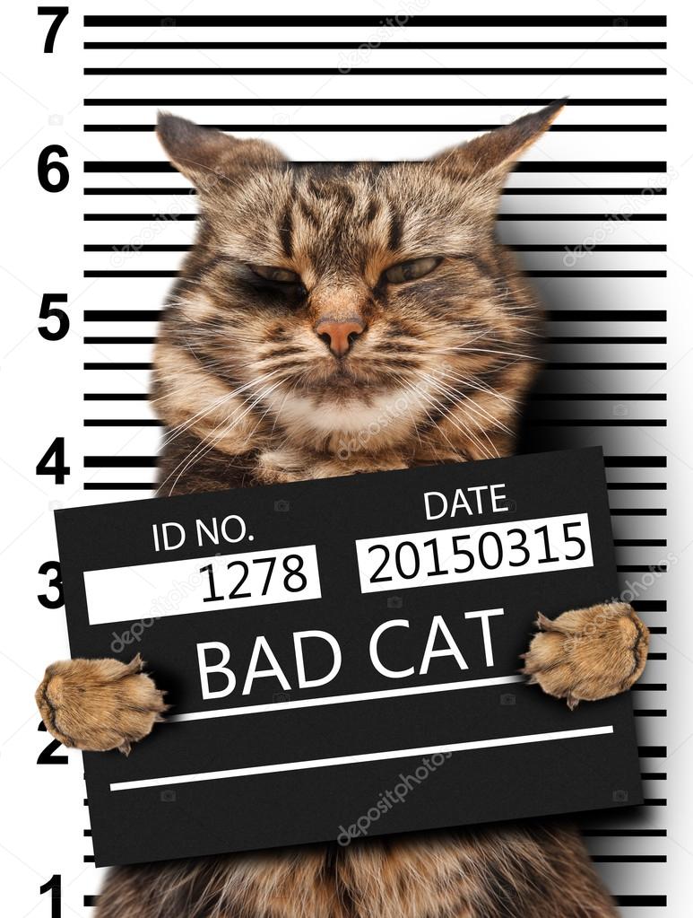 Bad Cat Stock Photo - Download Image Now - Domestic Cat, Prisoner, Trapped  - iStock