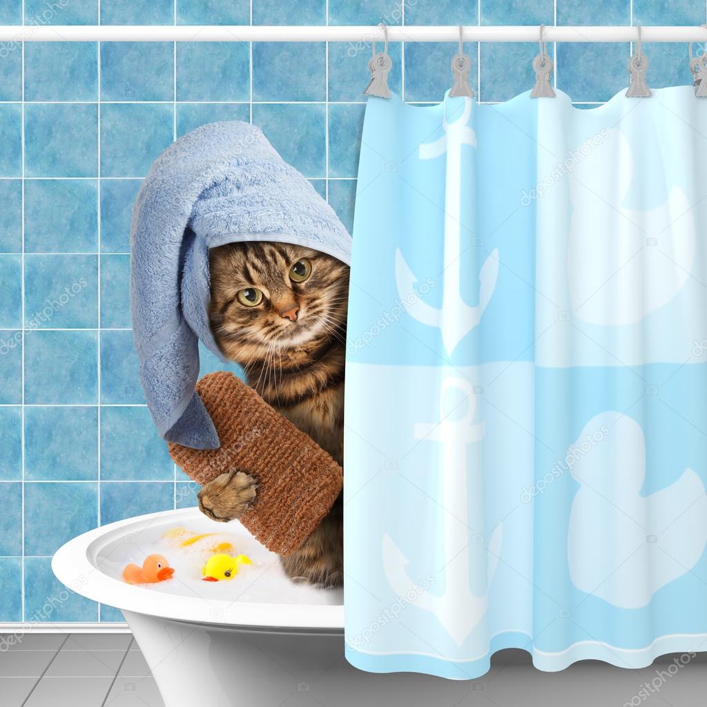 Funny cat taking a bath.