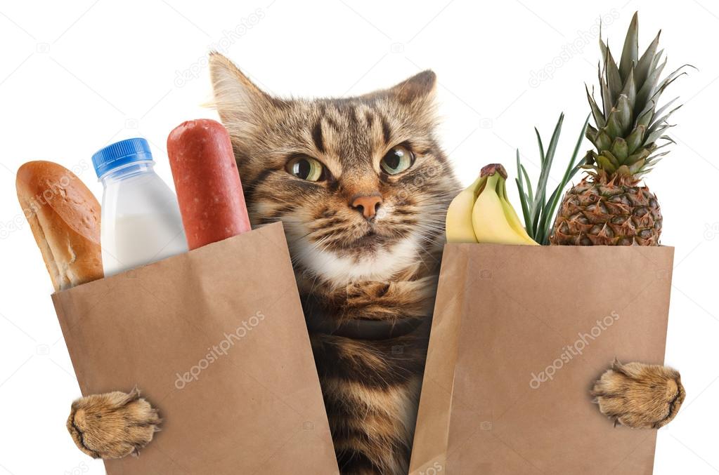 Funny cat in the store