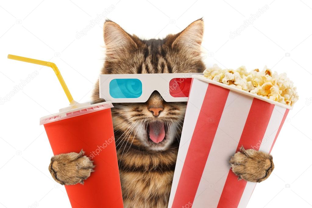 cat watching a movie
