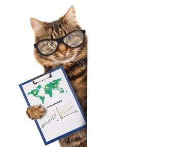 Sunumlar için bir klasör ile kedi