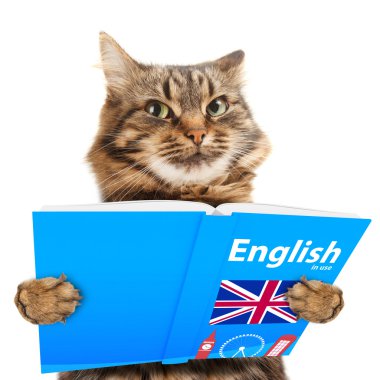 kedi bir kitap okuma