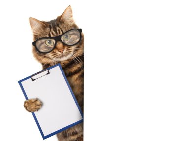 Sunumlar için bir klasör ile kedi