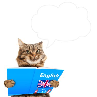 Komik kedi İngilizce öğreniyor