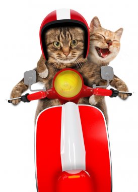 Komik Kediler - bir motosiklet sürüş