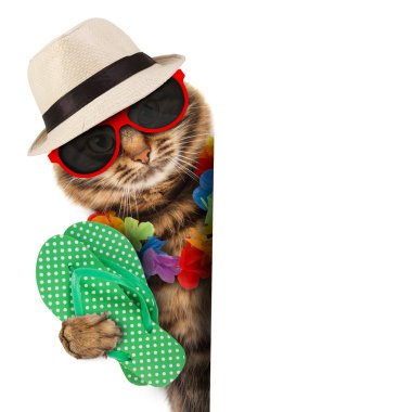 komik kedi tatile gidiyor