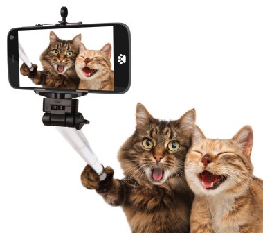 Funny cats - Self picture. clipart